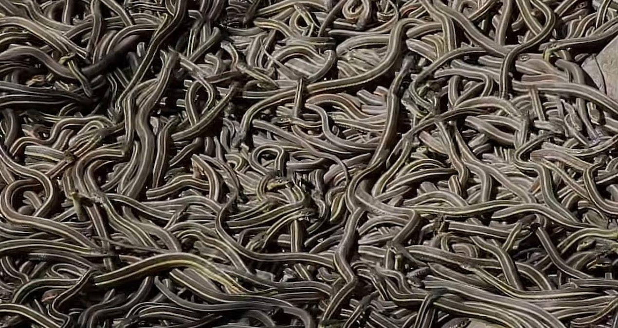 Otoyolların altına özel tünel yapıldı: 100 bin yılan bir anda yüzeye çıktı